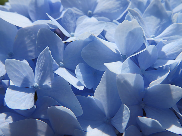 blue hydrangeas close-up photo