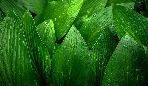 green plant leaves with water drops