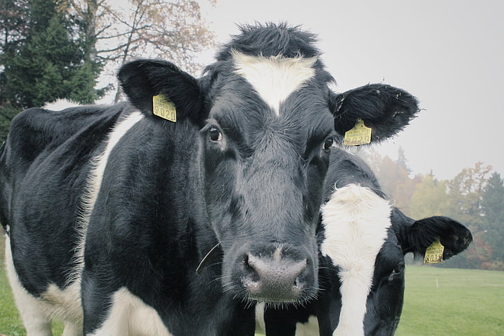 two white-and-black cows