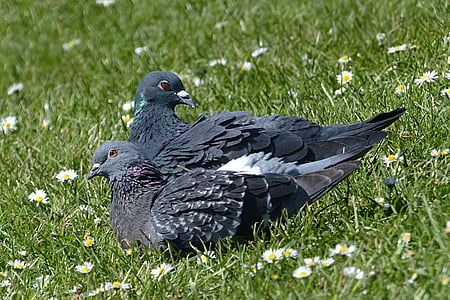 two black pigeons on green grass field during daytime