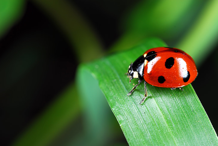ladybug perched on green leaf selective focus photography
