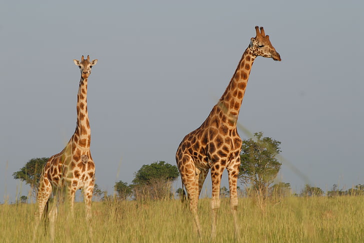 photo of two brown giraffes