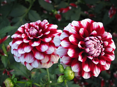 close up photography of red and white petaled flowers