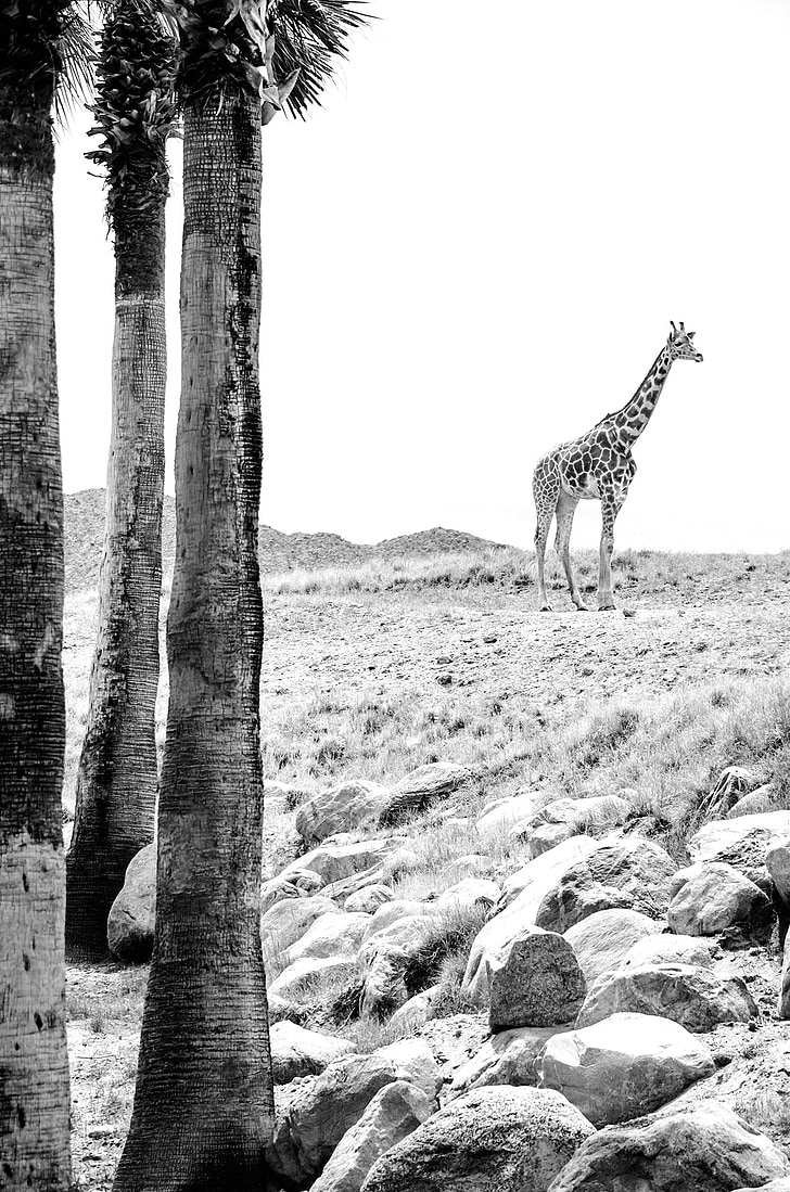 grayscale photography of giraffe