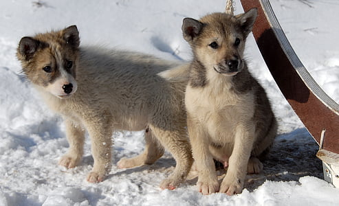 two short-coated white and brown puppies