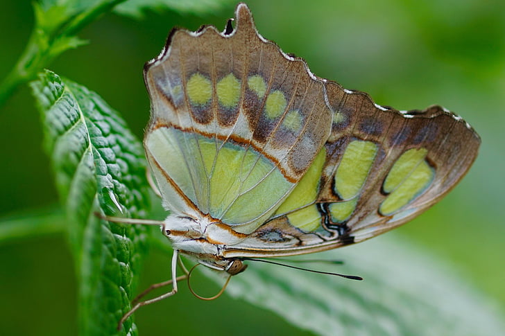 close-up photo of malachite butterfly on green leaf