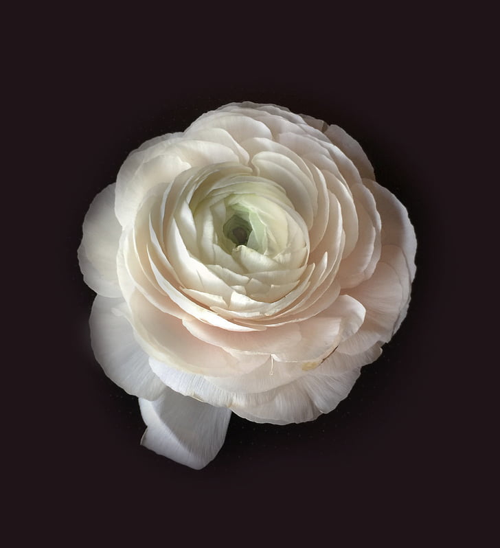 white ranunculus flower in closeup photo