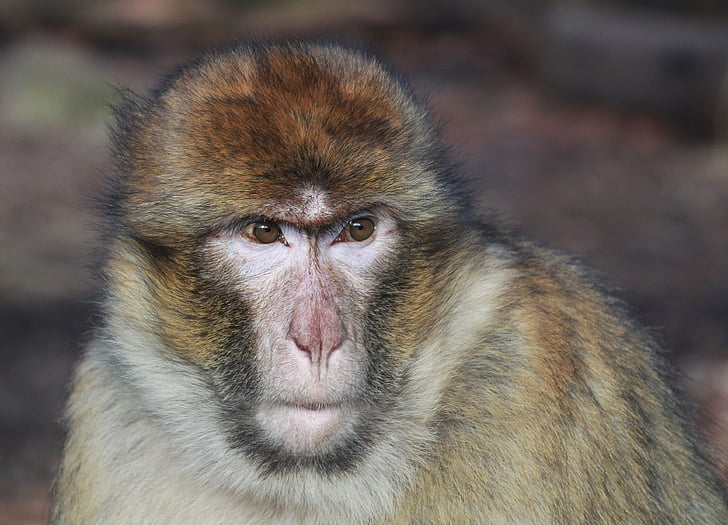 closeup photo of gray monkey