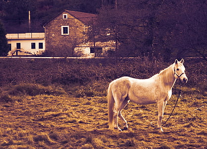 white horse on ground during daytime