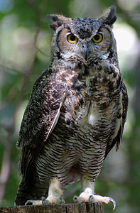 Eurasian Eagle Owl selective focus photography