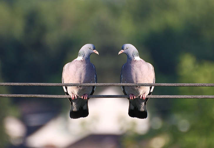 two grey pigeons on wire during daytime