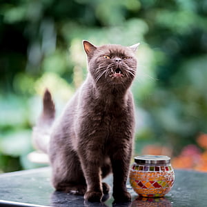 brown cat beside stained glass jar