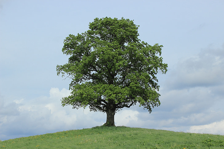 tree growing on top of hill