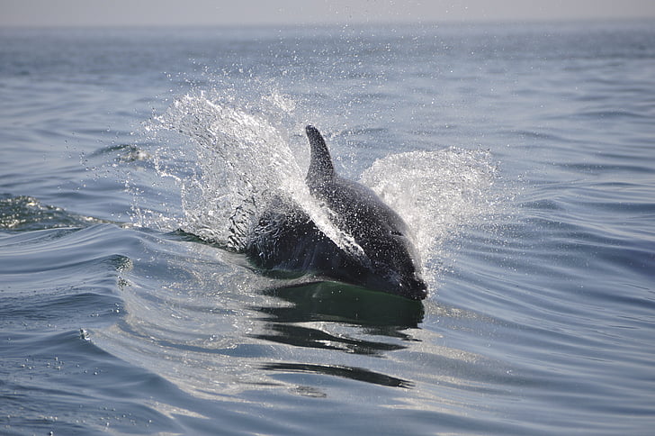 black dolphin swimming on body of water