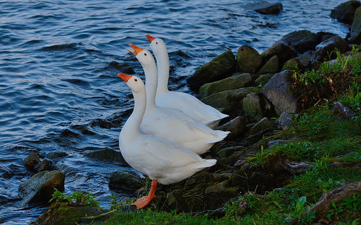 three white ducks beside body of water