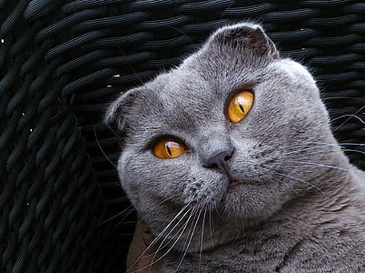 gray fur cat