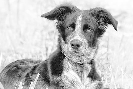 greyscale photo of border collie puppy