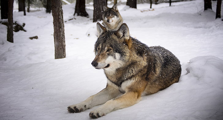 two brown wolves in snow terrain
