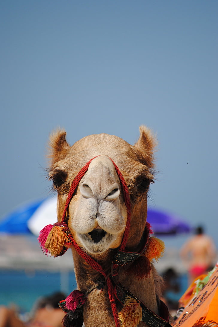 shallow photography of brown camel