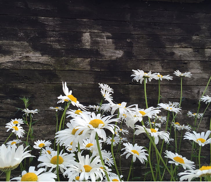 photo og white daisies with gray wooden background