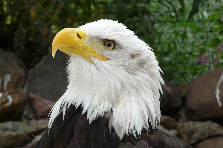 shallow focus photography of American Eagle