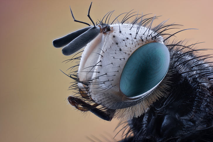 closeup photo of black and gray insect