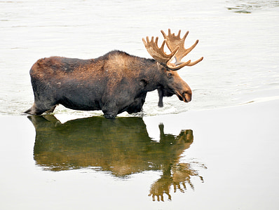 brown moose at body of water