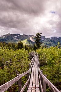 brown wooden bridge surrounded by plants