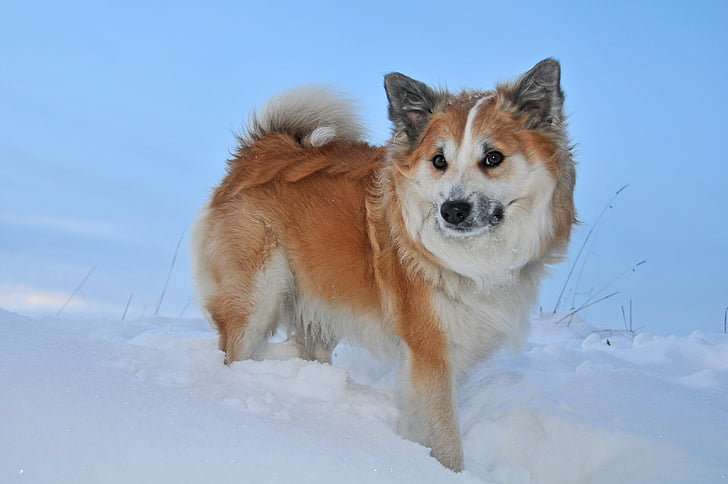 white and tan dog stands on ice field at daytime