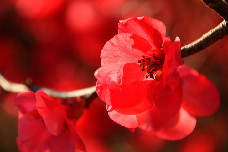 red cherry blossoms in bloom macro photo