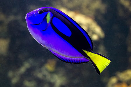 close-up photo of blue and black fish