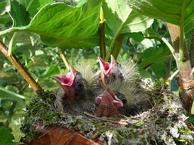 close-up photography of three hatchling birds