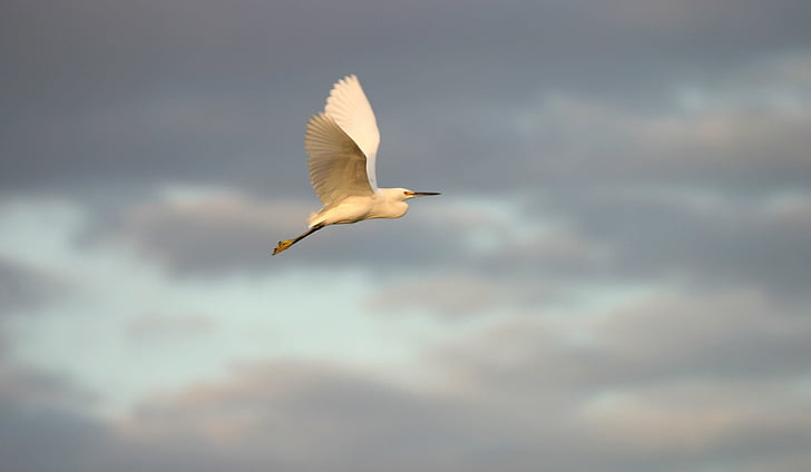 selective focus photography of long-beaked white feathered bird
