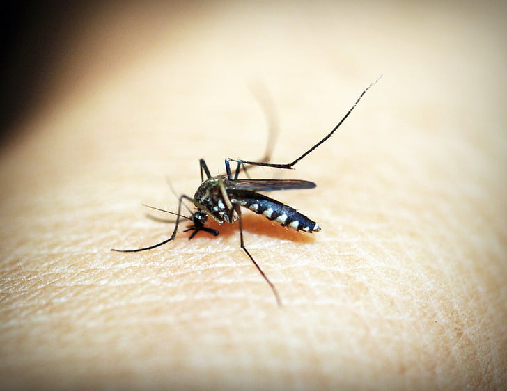 tiger mosquito on human skin