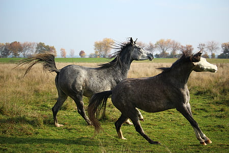 two gray horse running near trees during daytime