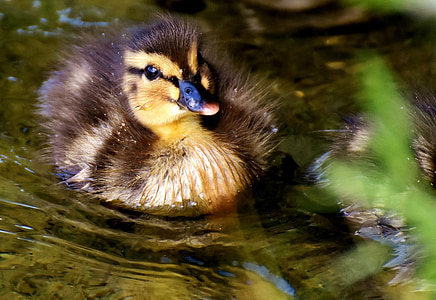 two black-and-yellow ducklings on body of water