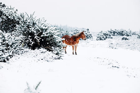 horse on snow beside trees