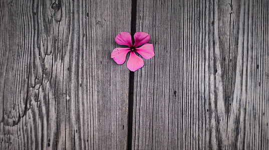 pink periwinkle flower on gray surface