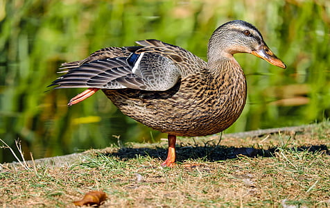 macro shot photography of brown and black duck