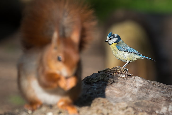 selective focus photography of bird perching on wood log