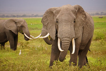 two elephants standing on field
