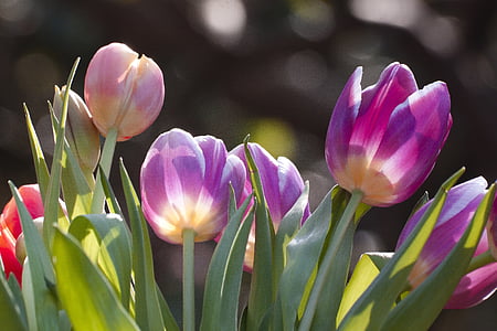 purple tulips during daytime