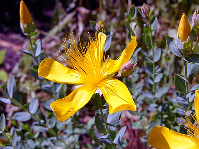 yellow petaled flower closeup photo