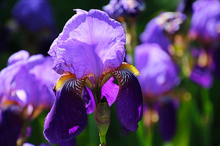 purple irises in bloom at daytime