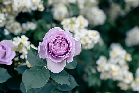 selective focus photo of purple rose flower