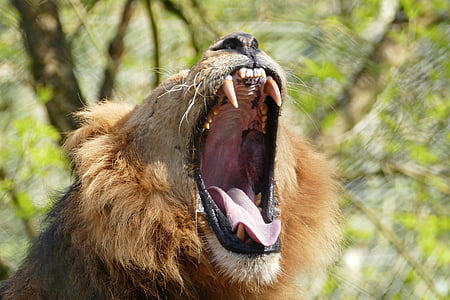 lion during daytime