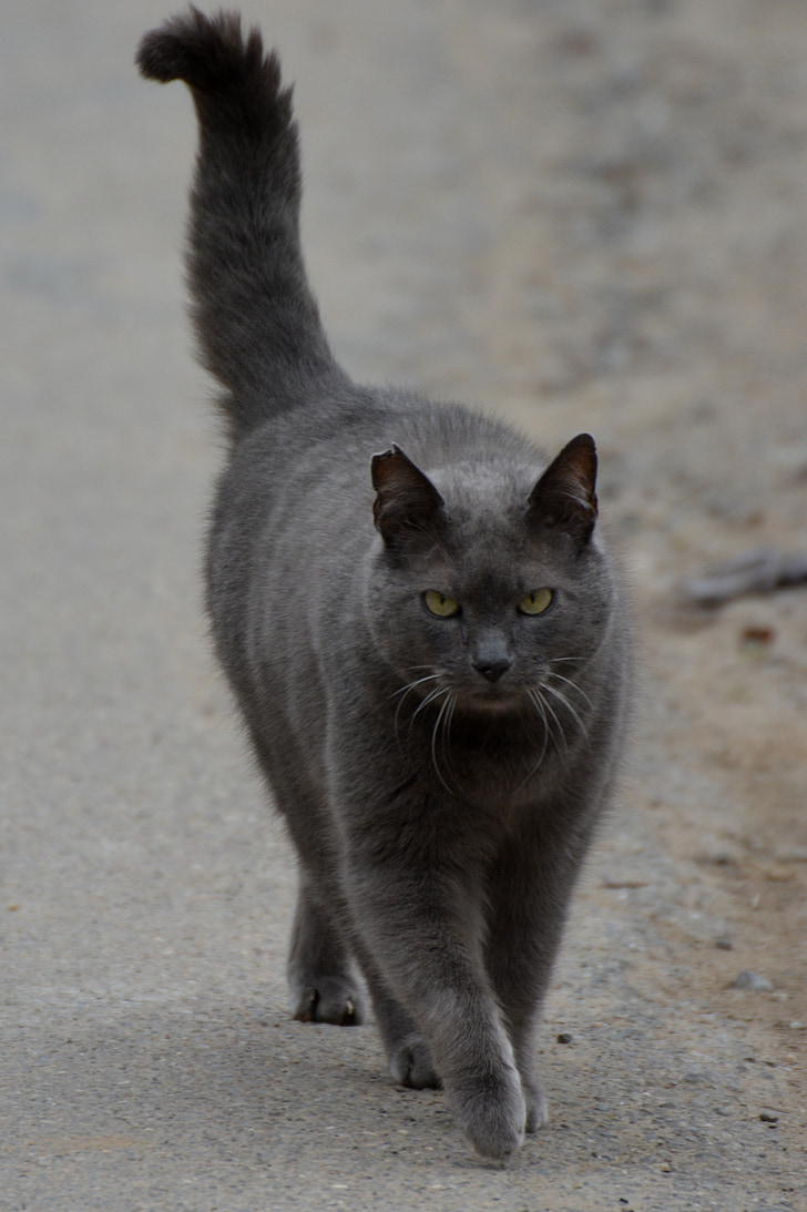 gray cat on gray soil