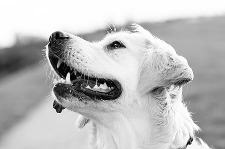 grayscale photo of short coat dog