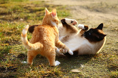 Siamese cat and orange tabby cat