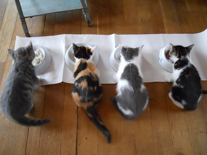 four cats eating on pet bowls